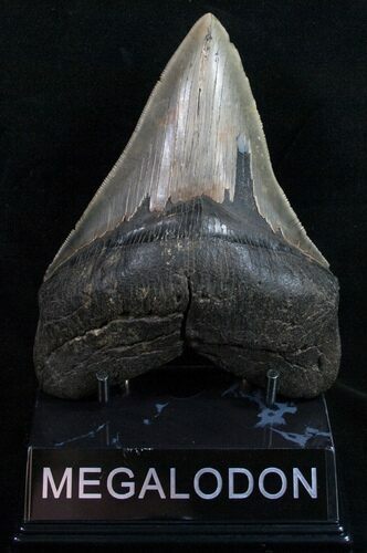 Nice Megalodon Tooth - South Carolina #10444